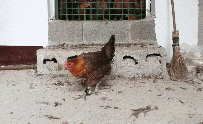 Trung Quốc: Nhiều trang trại cho gà đeo smartwear, theo dõi vòng đời bằng blockchain, giá bán tới 800.000 đồng/con