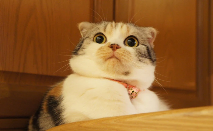 Phòng nghiên cứu "chuẩn 5 sao" cho mèo hoang tại Mỹ: vui chơi, ăn no ngủ ấm cả ngày rồi chờ bị đem ra thí nghiệm triệt sản