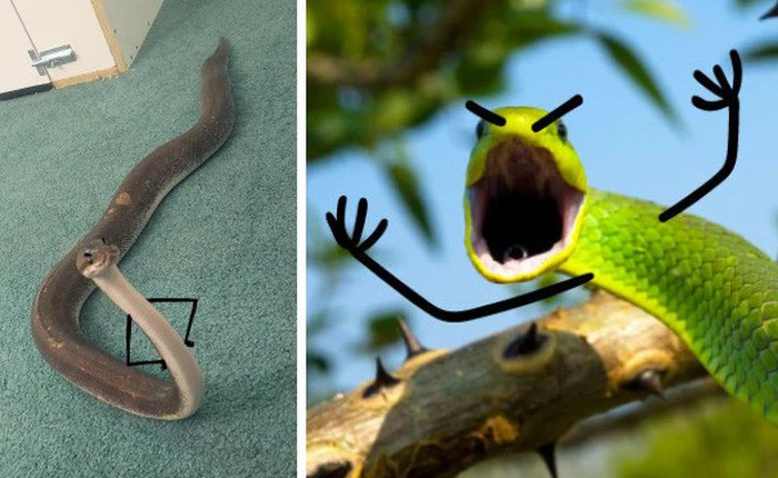 Vẽ rắn thêm chân quả là ngớ ngẩn nhưng vẽ rắn thêm tay lại hay biết mấy