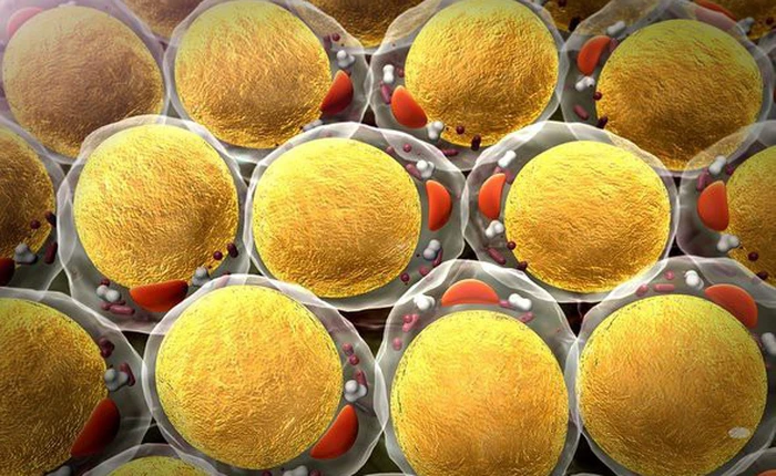 Các nhà khoa học phát hiện tế bào ung thư thích chất béo