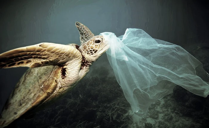 Bộ ảnh cho thấy con người đã và đang đối xử "tệ bạc" như thế nào với đại dương