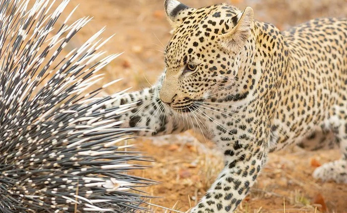 [Video vui] Thiên nhiên hoang dã đã dạy loài nhím khôn ngoan thế nào để tránh bị báo tấn công