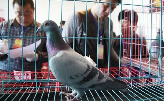 Góc khôn vặt: Chú chim vô địch giải đua bồ câu bị phát hiện đi tàu cao tốc chứ không hề bay tí nào