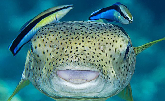 Chú cá nhỏ bé này vừa vượt qua một bài test kinh điển về nhận thức mà cả mèo lẫn chó đều không làm được