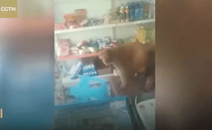 Trung Quốc: Phá phách gây thiệt hại 10 triệu đồng, con khỉ hoang bị phạt tù chung thân trong vườn thú