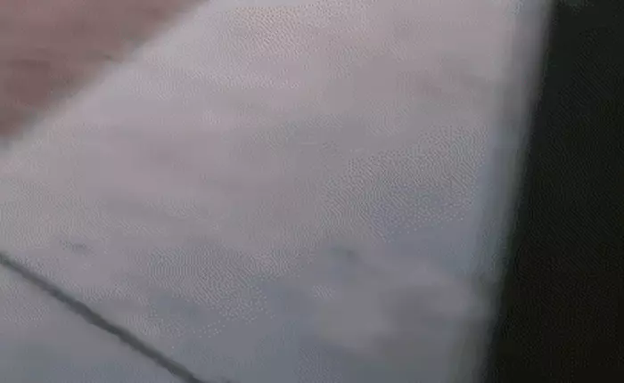 Mỹ: Suýt bị gấu vồ vì tưởng đó là chó