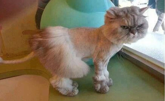 11 kiểu thiết kế lông thú cưng trông hài hước đến nỗi khiến bạn phải cười lăn cười bò