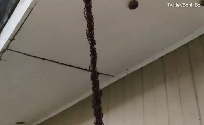 Nếu không được ghi hình, sẽ chẳng ai tin đàn kiến hàng triệu con nối đuôi xây cầu sang phá tổ ong vò vẽ