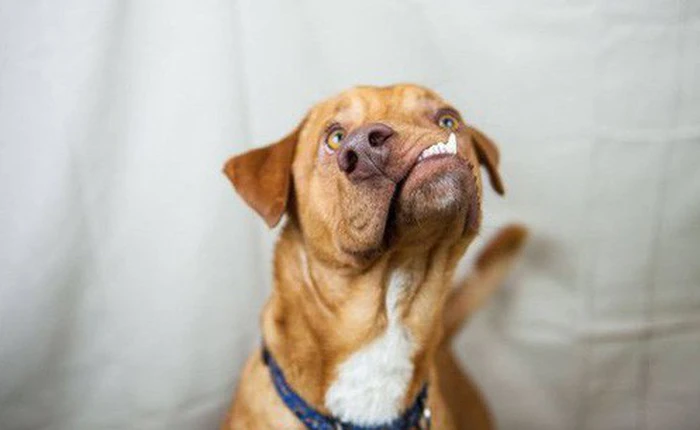 Chú chó xấu xí với khuôn mặt biến dạng trở thành nguồn cảm hứng sống của nhiều người nhờ điều đặc biệt này