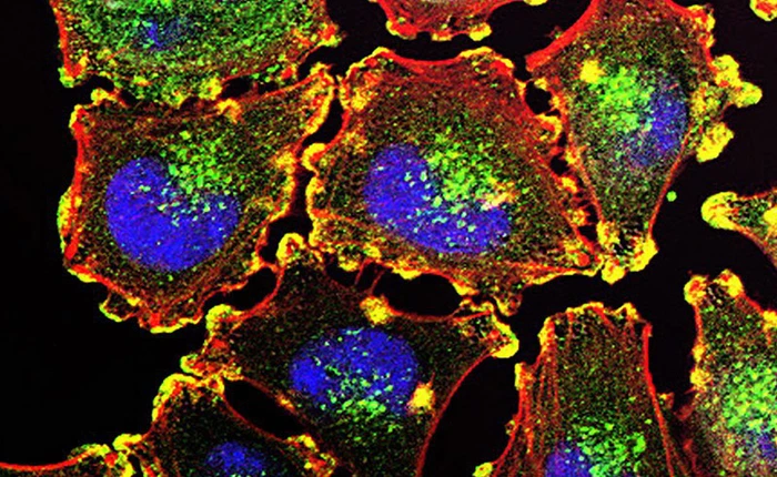 Một vắc-xin ung thư cho hiệu quả 100% trong thử nghiệm trên chuột