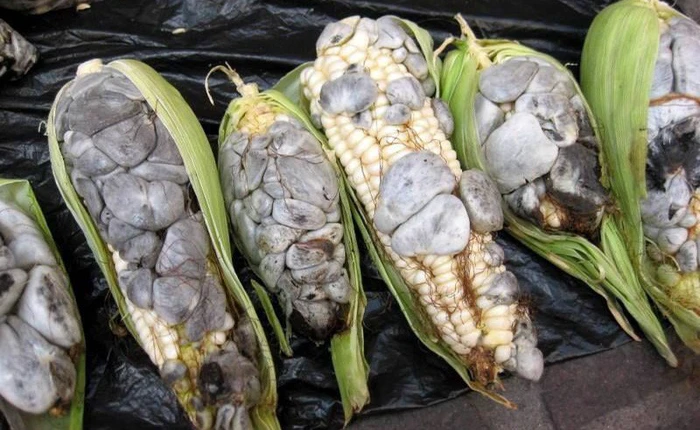 Ẩm thực lạ bốn phương: Đặc sản ngô mốc đen xì của người Mexico