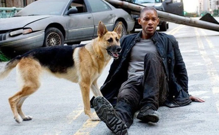 Abbey, cô chó thông minh trong "I Am Legend" của Will Smith giờ đã 13 tuổi, không nghe thấy gì nhưng vẫn hiếu động