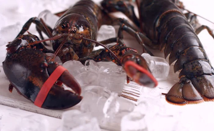 Tranh cãi xung quanh điều luật cấm luộc tôm hùm sống của Thụy Sĩ: Tại sao các đầu bếp bất chấp để làm điều đó?