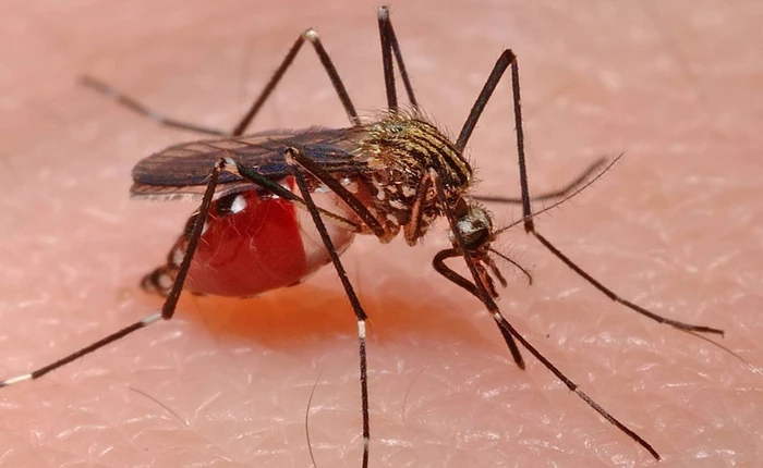 6 sát thủ "nhỏ nhưng có võ" của tự nhiên: có cả loài giết người nhiều nhất trong lịch sử