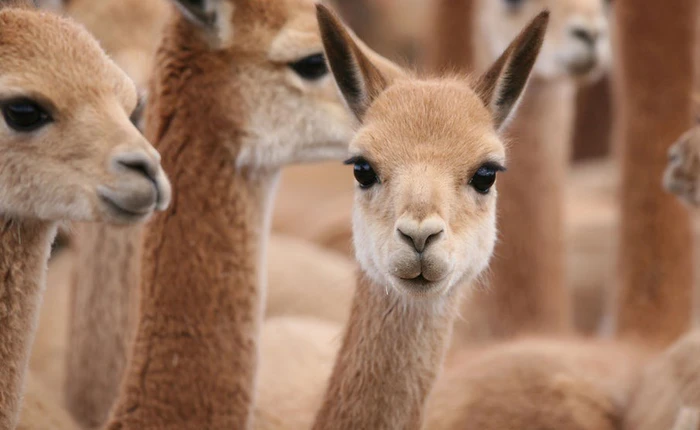 Ít ai ngờ chú lạc đà xinh xẻo này lại là nguồn gốc của loại vải sợi quý hiếm nhất thế giới