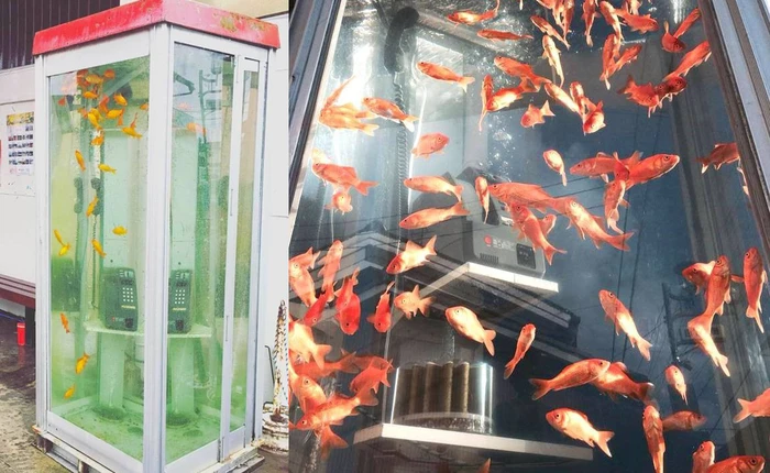 Bể cá bốt điện thoại nổi tiếng ở Nhật Bản vừa bị di dời vì vi phạm bản quyền