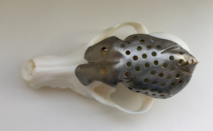 Mỹ: Cô chó bị ung thư não được cứu sống nhờ hộp sọ titan in 3D