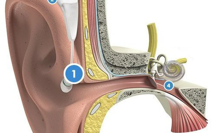 Xác định được loại protein có thể giúp người mất thính lực nghe lại bình thường