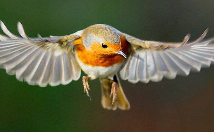 Chim chóc có thể nhìn thấy từ trường, nhưng đến bây giờ con người mới hiểu được tại sao