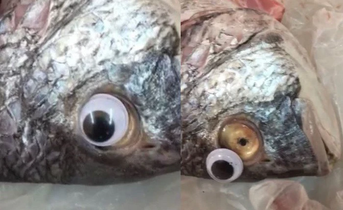 Gian thương ở Kuwait dán mắt nhựa biến cá ươn thành cá tươi