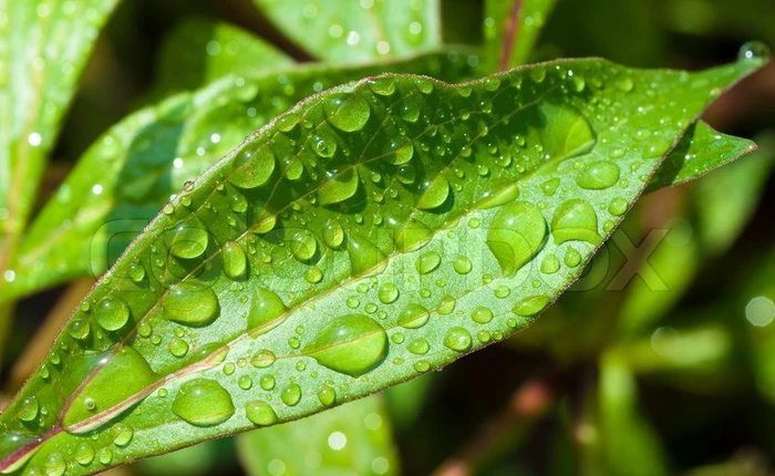 Lý giải cho "mùi của mưa" - mùi hương kì lạ mà chúng ta ngửi thấy mỗi khi trời mưa