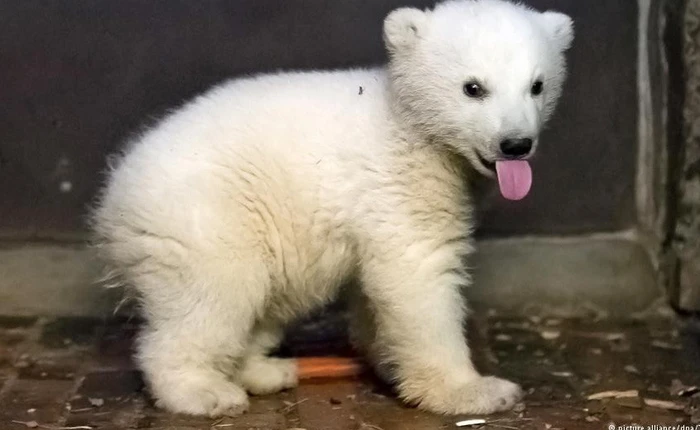 Một loạt những sự thật thú vị nhưng… vô bổ của thế giới động vật