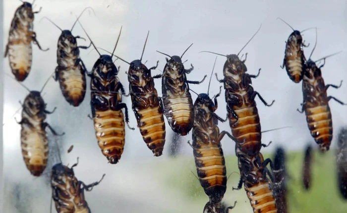 Các nhà khoa học muốn dùng những con gián để tìm kiếm nạn nhân trong các tòa nhà bị sụp đổ