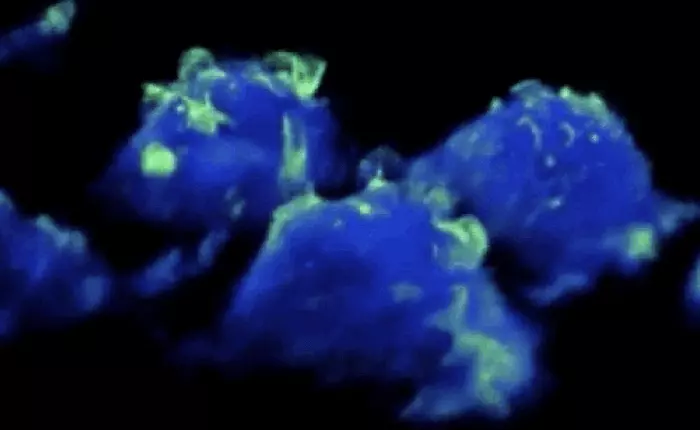 Đoạn phim ấn tượng này tiết lộ cấu trúc chưa từng thấy của hệ thống miễn dịch, đồng thời mở ra cơ hội tiêu diệt ung thư