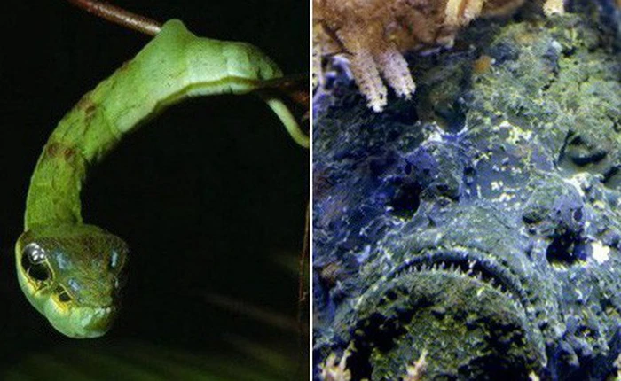 4 bậc thầy "lừa đảo" đáng sợ bậc nhất trong thế giới tự nhiên