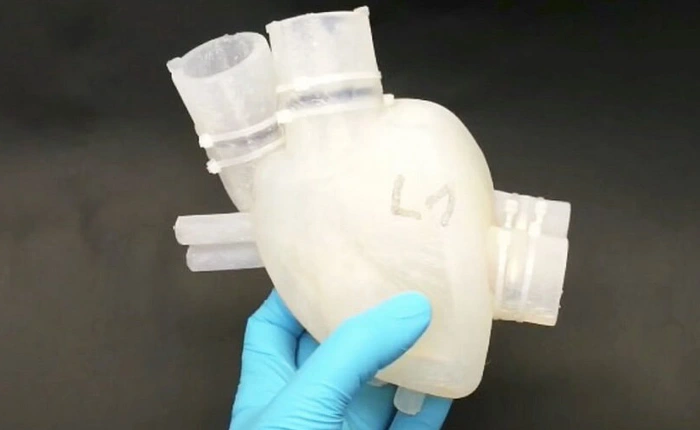 Bước tiến mới của in 3D sinh học: tạo ra cả mảng mô tim người có khả năng cấy ghép