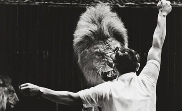 Công việc thuần hóa sư tử trong rạp xiếc được thực hiện như thế nào?