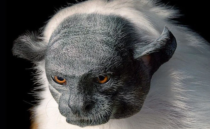 Dành 2 năm trời để chụp lại những loài có nguy cơ tuyệt chủng và đây là kết quả