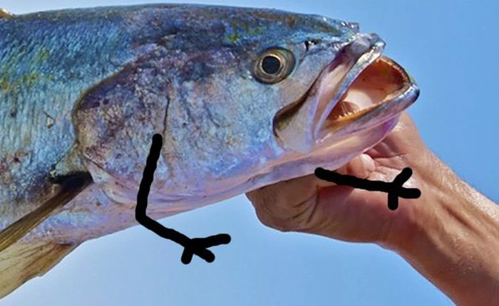 Tiếng "mây mưa" của loài cá Mexico này có thể khiến cá heo bị điếc