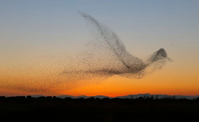 Sau bốn ngày đầy thất vọng, khi về nhà nhiếp ảnh gia này mới phát hiện ra mình đã chụp được bức ảnh ngàn năm có một