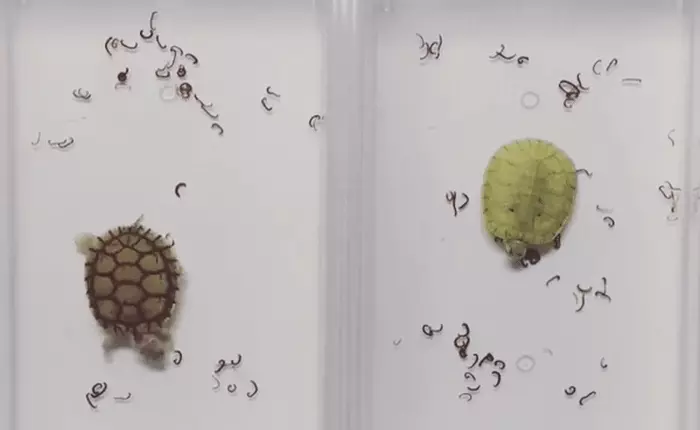 Video 2 con rùa tai đỏ thi ăn trên nền nhạc 8-bit chính là thứ thú vị nhất Internet từ hôm qua tới giờ