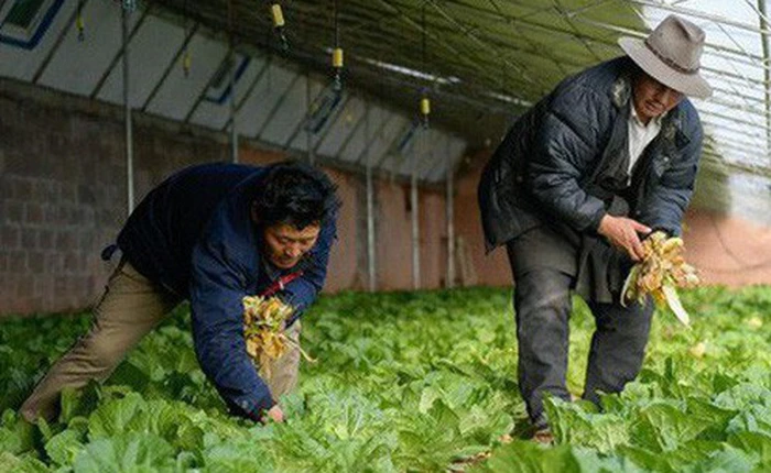 Chỉ bán rau, start-up Trung Quốc được định giá 2,8 tỷ USD