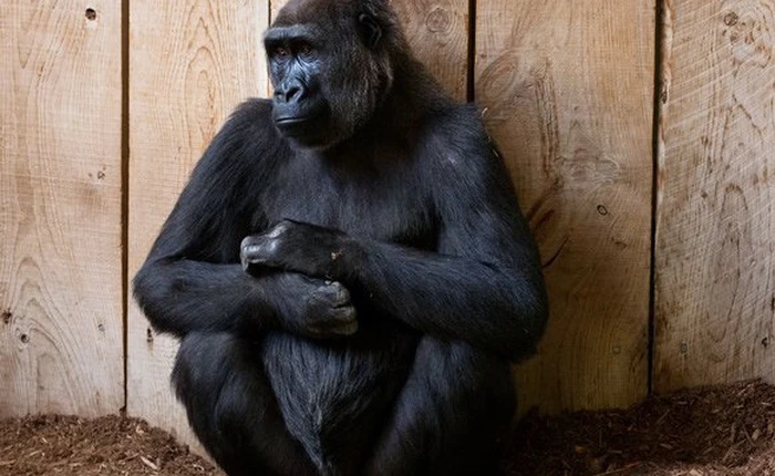 Sau hai năm sửa sai, trí tuệ nhân tạo Google vẫn nhận nhầm người Mỹ gốc Phi với khỉ đột