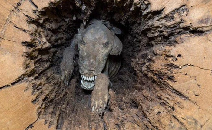 Điều gì khiến chú chó săn mắc kẹt trong thân cây 60 năm vẫn nguyên vẹn, không hề phân hủy 1 chút nào