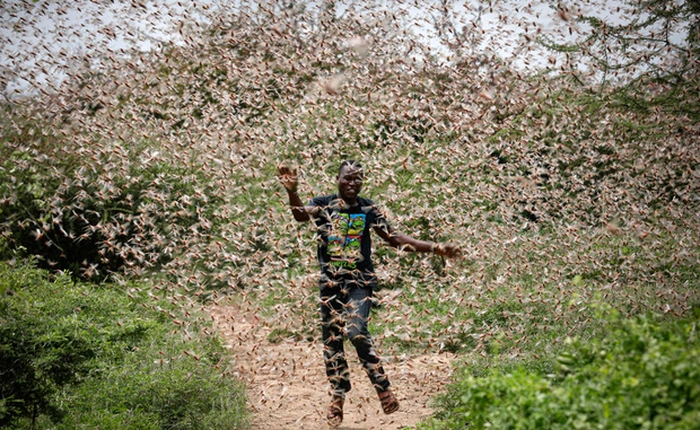 Chùm ảnh rợn người về đại dịch châu chấu đang hoành hành ở châu Phi: "Binh đoàn" nghìn tỷ con châu chấu với sức ăn bằng 35.000 người/ngày bay kín trời
