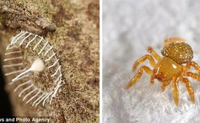 Bí ẩn mạng nhện có hình thù kỳ lạ ở rừng Amazon