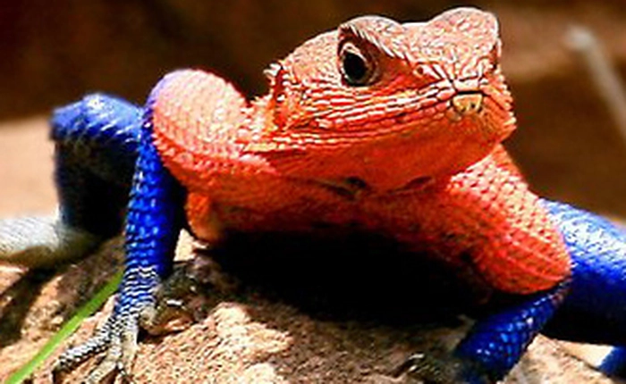 Những loài động vật với màu sắc kỳ lạ