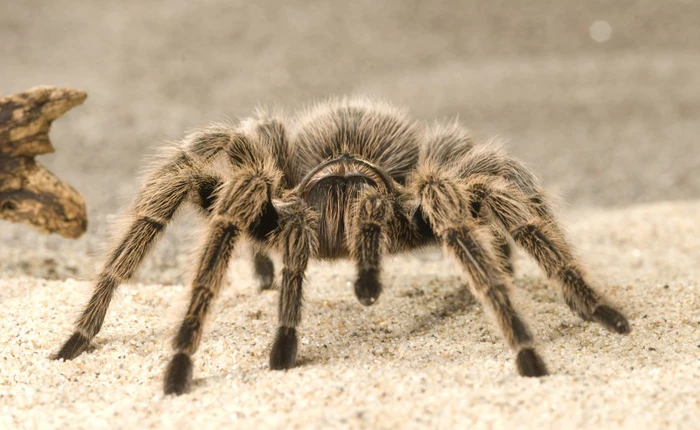 Các loài động vật và những tập tính kỳ lạ