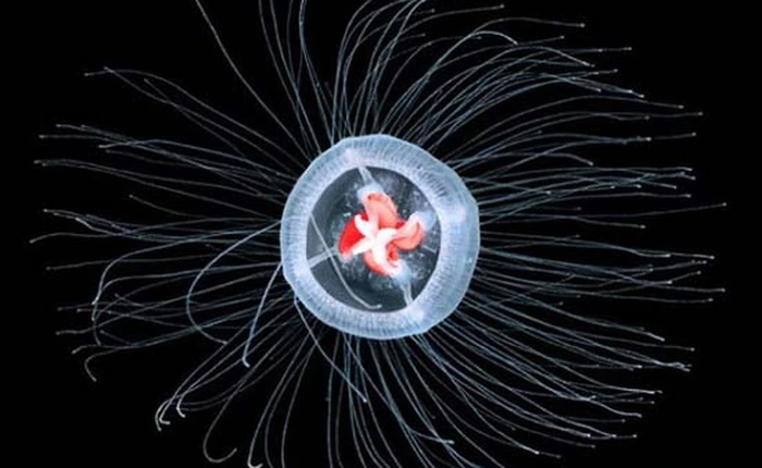 10 loài động vật sống "dai" nhất quả đất