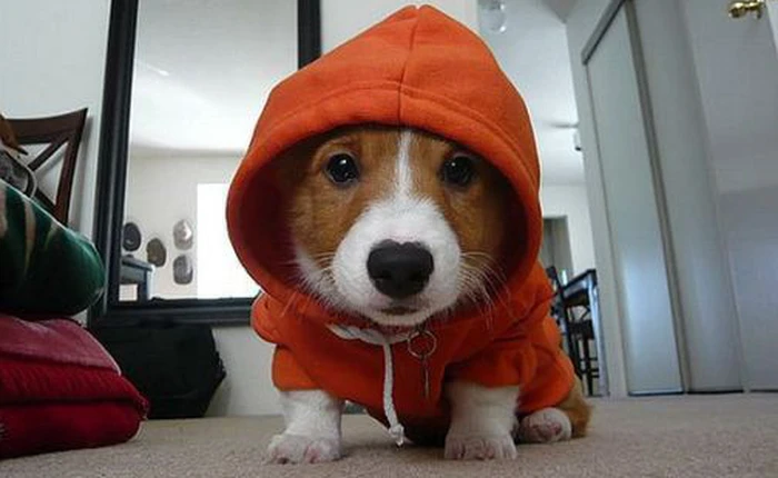 Những đặc trưng “rất” con người ở động vật có thể bạn chưa biết