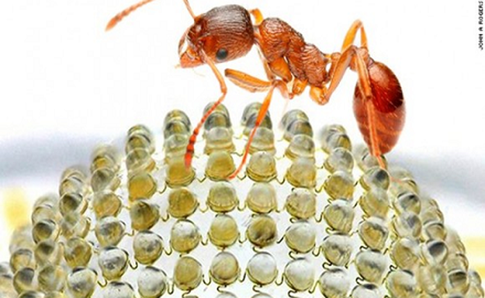 Sắp có camera sử dụng ống kính mô phỏng mắt bọ