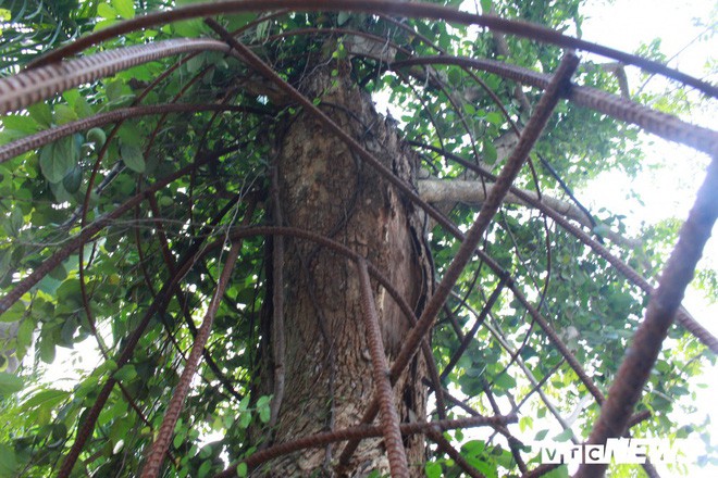 Ly kỳ quanh c&acirc;y sưa trăm tỷ ở H&agrave; Nội sắp được b&aacute;n: Tờ giấy đe dọa n&eacute;m v&agrave;o nh&agrave; d&acirc;n - Ảnh 2.