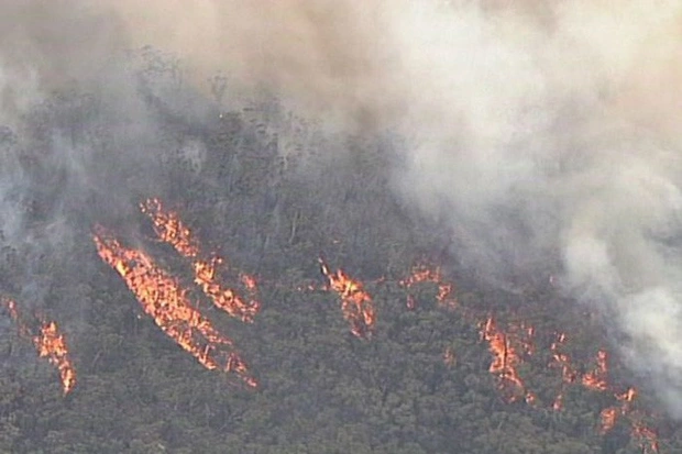Bất ngờ với lo&agrave;i c&acirc;y khủng long khiến &Uacute;c phải bung to&agrave;n lực bảo vệ - Ảnh 7.
